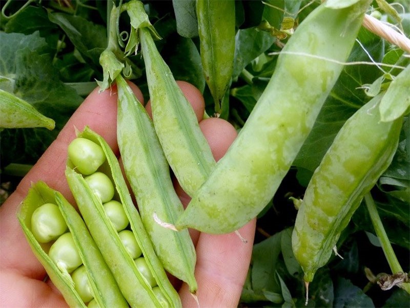 Đậu Hà Lan giúp hỗ trợ giảm cân