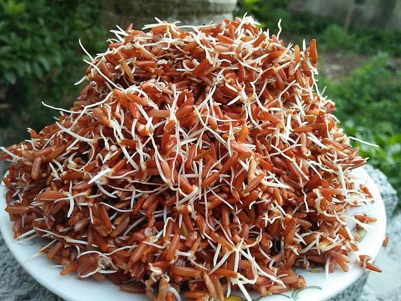 Gạo lứt huyết rồng nảy mầm