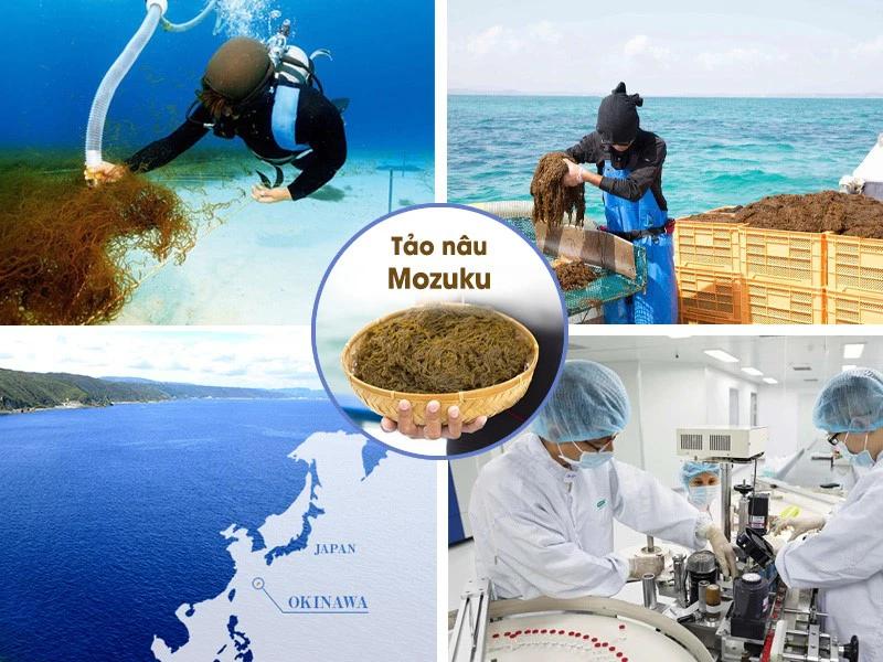 Thành phần Fucoidan giúp chống ung thư