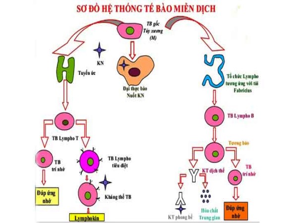 Phân biệt miễn dịch dịch thể và miễn dịch tế bào