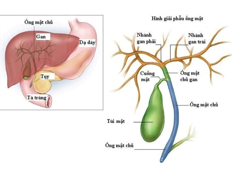 Phương pháp chẩn đoán căn bệnh ung thư đường mật