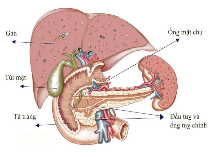 Ung thư tuyến tụy giai đoạn 2