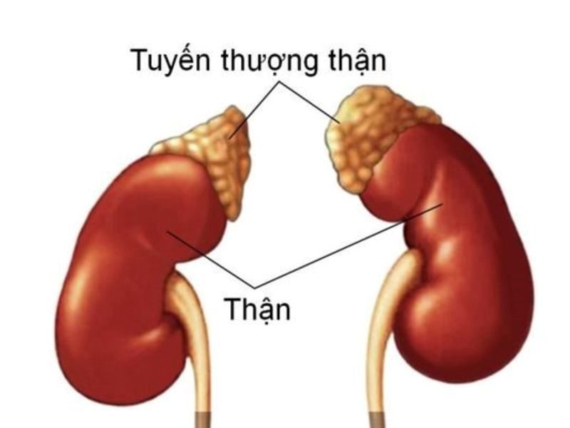 Căn bệnh ung thư tuyến thượng thận