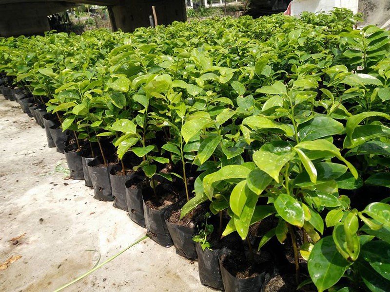 Cây mãng cầu xiêm