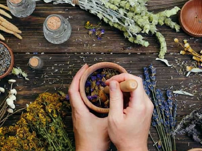 Cây thuốc nam chữa ung thư dạ dày có hiệu quả?