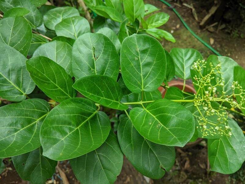 Một số bài thuốc nam chữa ung thư dạ dày