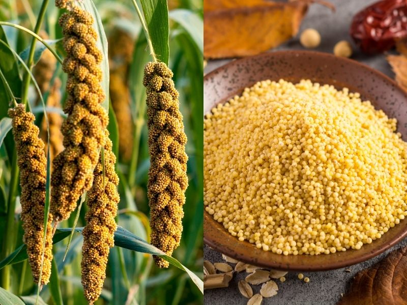 Hạt kê giúp ổn định đường huyết