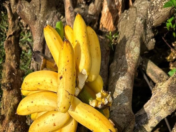 Những kiểu ăn chuối người tiểu đường nên tránh xa