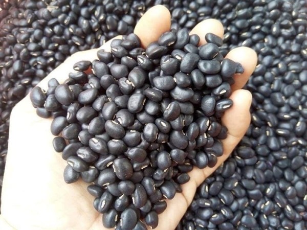 Những lợi ích tiềm năng của đậu đen với người đang hồi phục