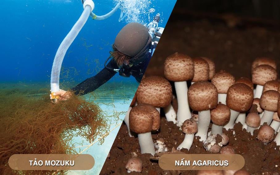 Fucoidan kết hợp với nấm Agaricus cho tác dụng hiệp đồng hỗ trợ điều trị ung thư tốt nhất