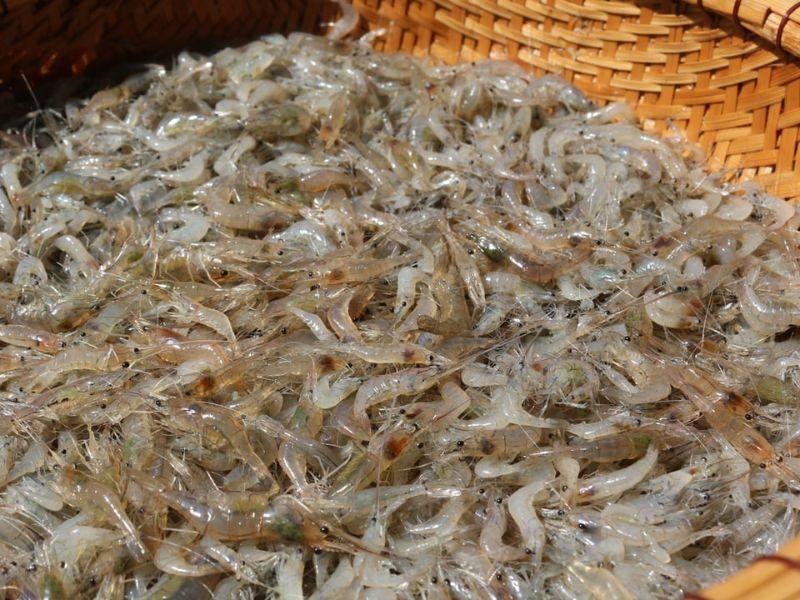 Chuyển dần từ cá lớn sang cá con, tép con