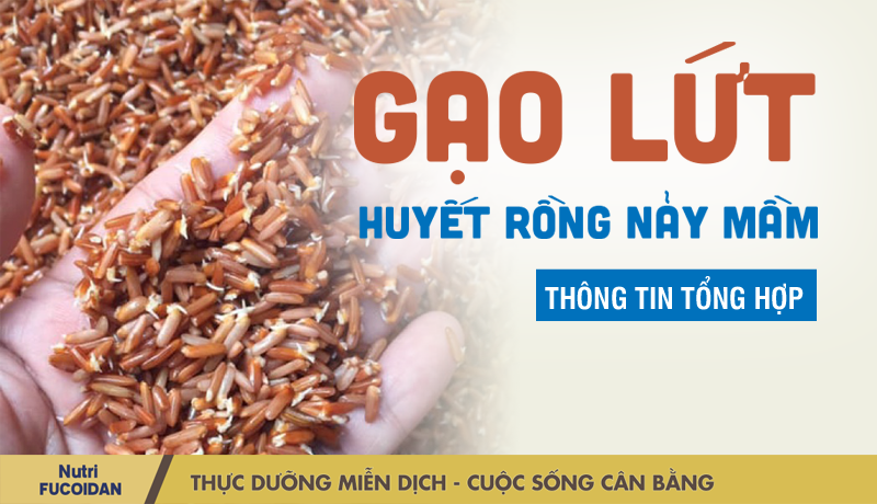 Gạo lứt huyết rồng - Loại gạo quý được thiên thiên ban tặng