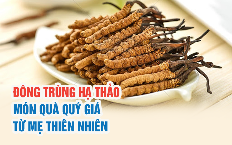 Đông trùng hạ thảo - Món quà quý giá từ mẹ thiên nhiên