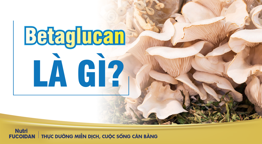 Beta Glucan là gì ? Tất tần tật về beta Glucan