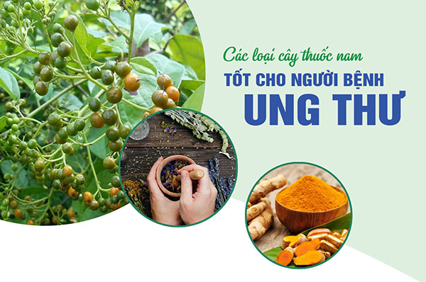Các loại cây thuốc nam tốt cho người bệnh ung thư