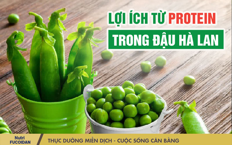 Lợi ích từ protein trong đậu Hà Lan