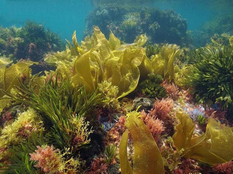 Fucoidan chữa ung thư hiệu quả