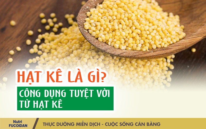 Hạt kê là gì? Tác dụng tuyệt vời từ hạt kê