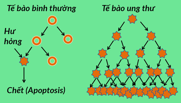 Sự khác biệt giữa tế bào ung thư và tế bào bình thường