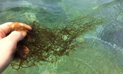 Tảo nâu sinh trưởng ở đâu cho hoạt chất Fucoidan tốt nhất?